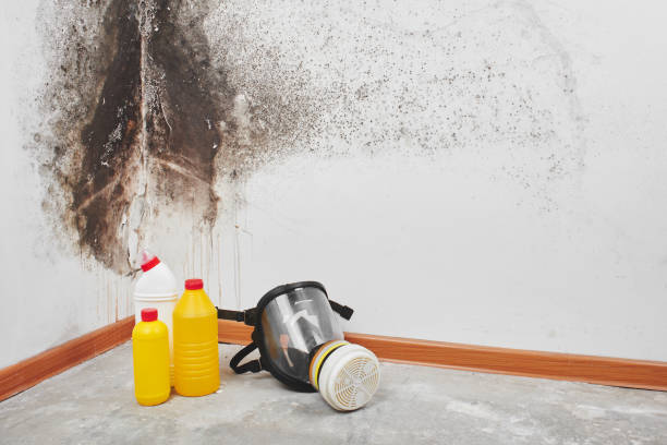 Best Emergency Mold Remediation in Chinchilla, PA