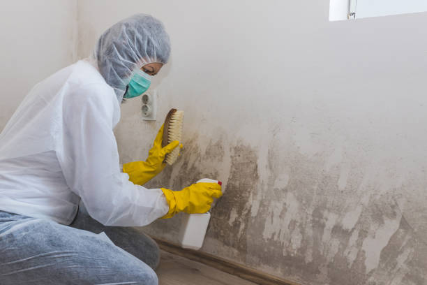 Best Residential Mold Remediation in Chinchilla, PA