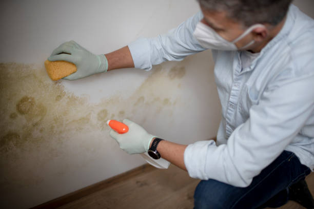 Best Insurance-Related Mold Remediation in Chinchilla, PA