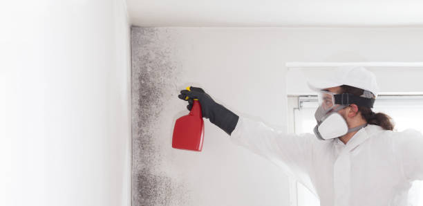 Best Health and Safety Mold Remediation in Chinchilla, PA