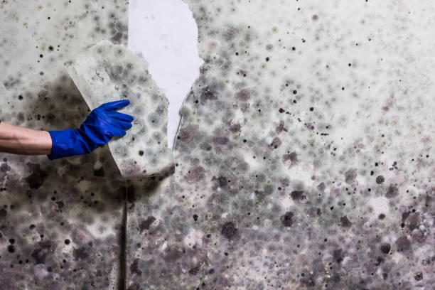 Best White Mold Remediation in Chinchilla, PA